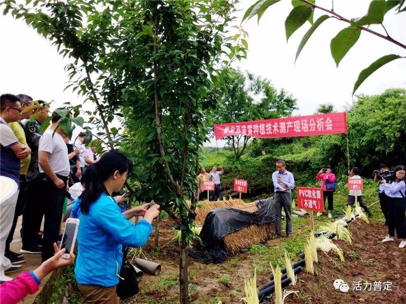 韭黃種植新技術視頻，引領現(xiàn)代農(nóng)業(yè)革新之路