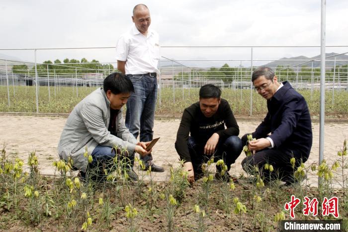 澳門(mén)資料大全正版資料2024年免費(fèi)腦筋急轉(zhuǎn)彎,動(dòng)態(tài)詞語(yǔ)解釋落實(shí)_WP版33.252