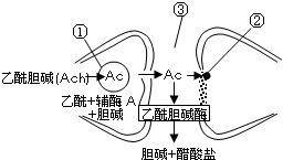 乙酰膽堿的神秘面紗被揭開，最新研究揭示其奧秘