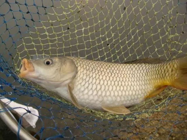 最新釣鯉魚餌料配方揭秘與實戰(zhàn)分享