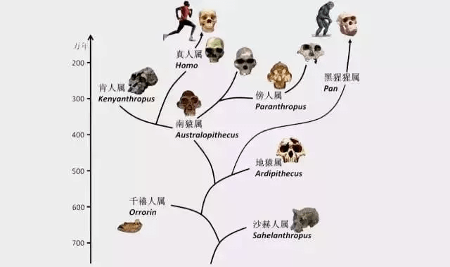 一碼一肖一特一中,動態(tài)調(diào)整策略執(zhí)行_set51.81