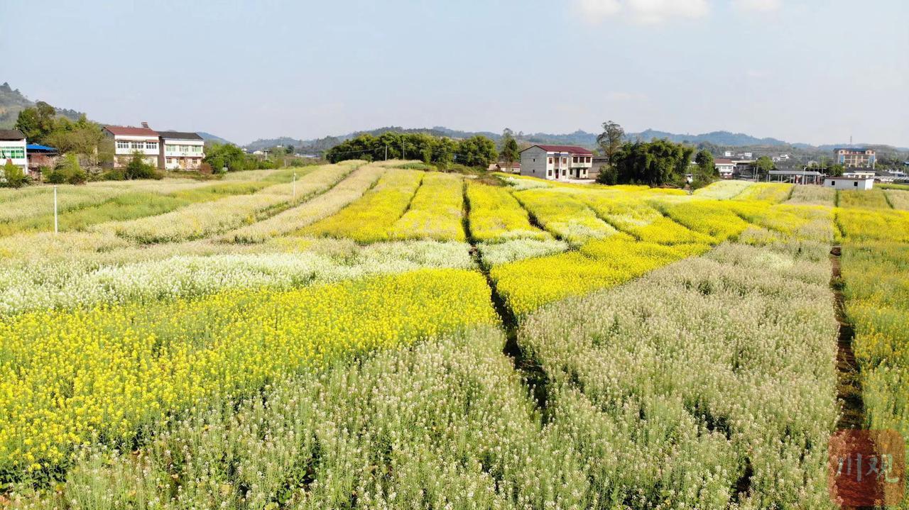 棗山園區(qū)紅廟最新動態(tài)，開啟發(fā)展繁榮新篇章